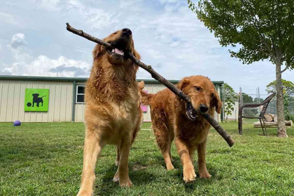 Dog